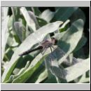 Sympetrum danae - Schwarze Heidelibelle m01.jpg